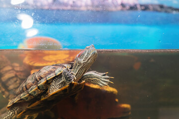 Domestic red-eared turtle in the aquarium. Pond slider. Trachemys scripta.