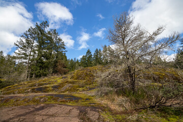 Fototapeta na wymiar trees and moss coverd rocks on a sunny day