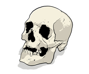 Ancient style Skull with white background. 