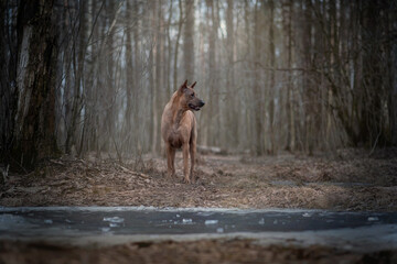 Thai Ridgeback