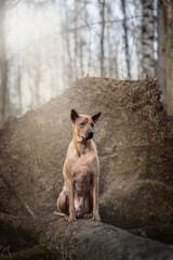 Thai Ridgeback