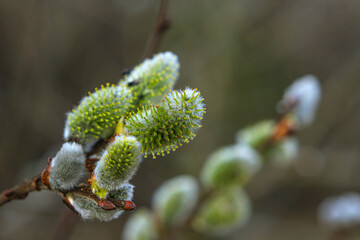 Yellow willow flowers on the branch in spring forest