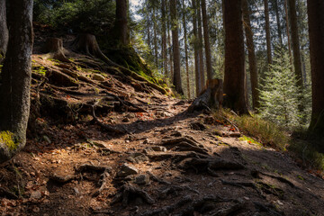 tree in the woods