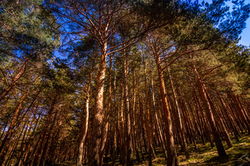 Pine forest forming lines and wood texture with warm tones on clear day. Trees forest landscape wallpaper