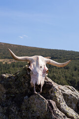 Skeleton of the skull of an animal with horns on a stone in the middle of the mountain. Green and black background in sunny day
