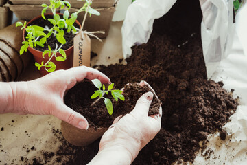 Gardener hands transplanting young tomatoes seedlings sprouts in peat pots soil. Organic...