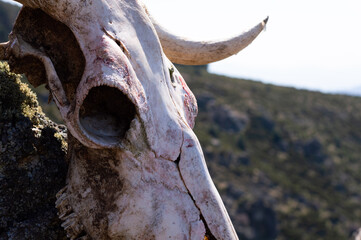 Skeleton of the skull of an animal with horns on a stone in the middle of the mountain. Green and black background in sunny day