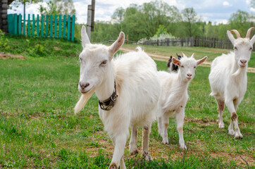 Some goats are eating green grass in the countryside. Spring day, fresh herbs and foliage in the village. 