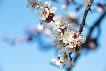 apricot flowers in spring on a tree 