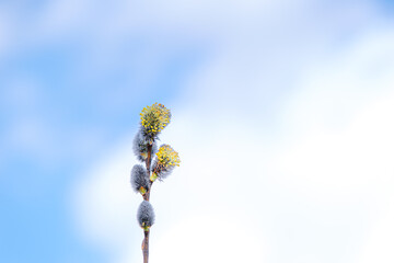 Yellow willow flowers on the branch in spring forest