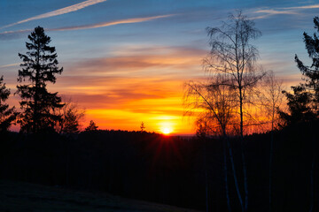 Naklejka premium sunset in the forest