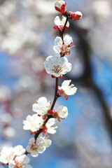 apricot flowers in spring on a tree 