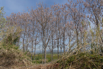 árboles en flor al lado Del Río