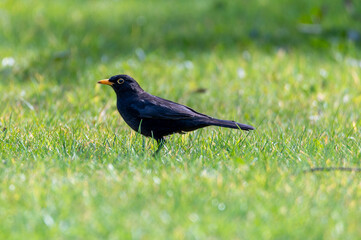 Blackbird standing on a grass lawn prior to searching for food