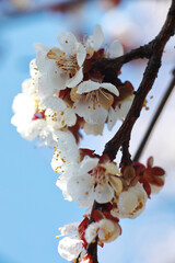 apricot flowers in spring on a tree 