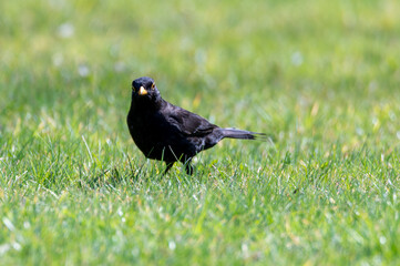 Blackbird looking directly at the photographer