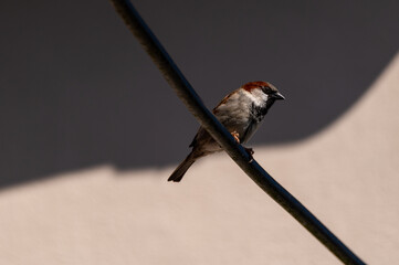 Naklejka premium House sparrow perching on a high current electrical cable