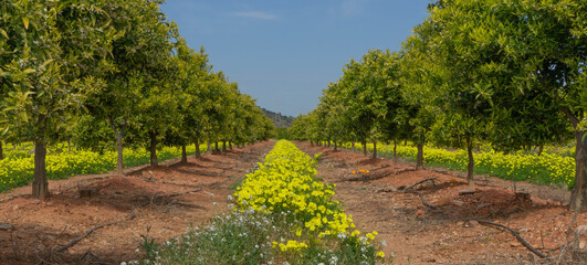 Fototapeta premium Bermuda Buttercup Oxalis, en campo de naranjos regados por goteo
