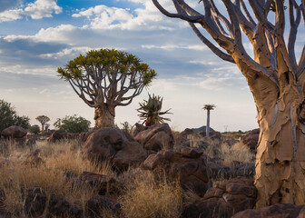  Quiver Tree Forest in Namibia