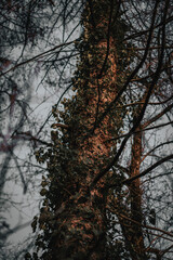 sunset in the forest