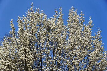 The top view of the white magnolia flowering tree at full bloom