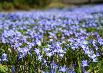 Early snow glories flowers blooming in the Spring