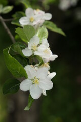 Primavera