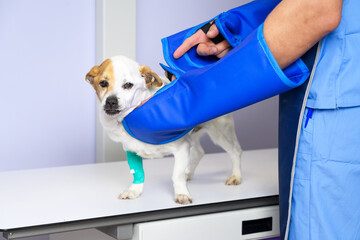 Doctor examining dog in x-ray room. High quality photo