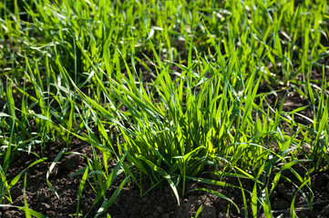 close up, green young shoots of wheat in spring, vegetation