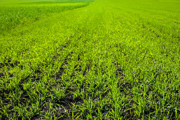 rows vegetation sprouts wheat or rye, field of green young grass with furrows in the ground