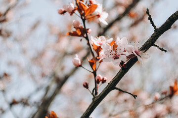 blooming branch of a tree close-up. spring flowering trees close-up view. blooming apple or cherry or peach or sakura
