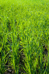 Farm field with green wheat sprouts that have recently grown and started to grow, the spring season...