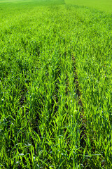 sprouts of wheat or rye illuminated by the sun, rows of green young grass with furrows in the ground