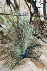 peacock with colorful tail. peacock with green feathers.
peacock with feathers out.