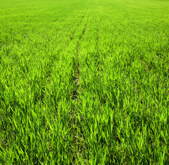 rows, fragment of field with wheat in spring, sunlit leaves