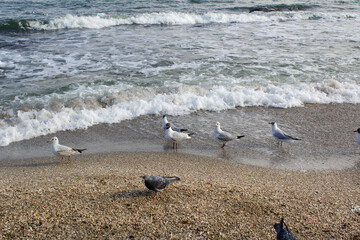 Seagulls wild birds on sand of beach of Black sea coast with water waves Odessa city Ukraine travel 