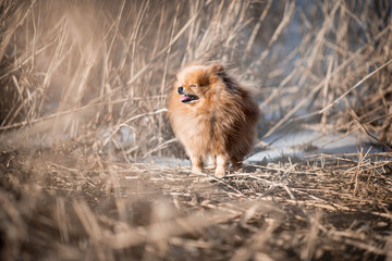 Pomeranian