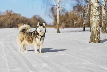 Siberian husky in winter