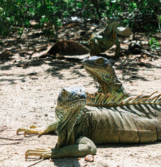 iguanas