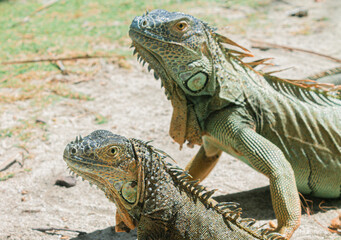 Iguanas
