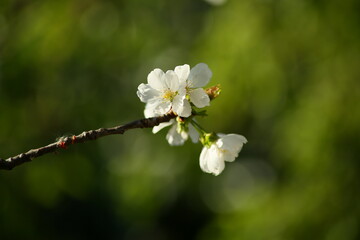 Primavera