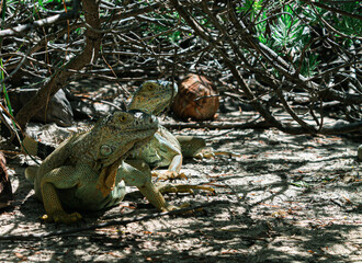 Iguanas