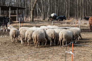 Sheep eat on the farm - 423804847