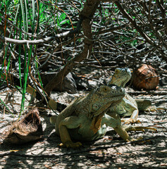 Iguana