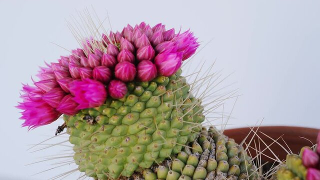 Close up rotating view of pink cactus flowers in pots