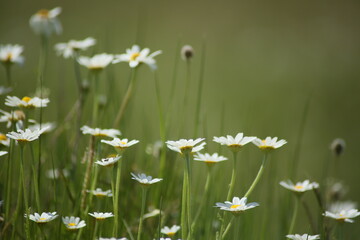 Primavera