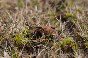 Close-up of a frog in the grass