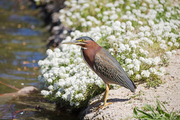 Green Heron