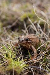 Close-up of a frog in the grass - 423805043