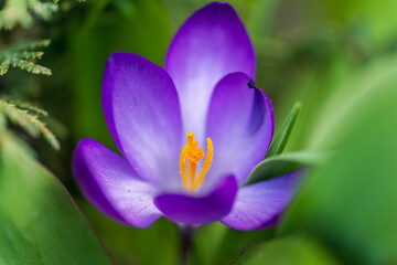 close-up of blue purple crocus flower